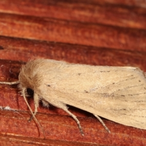 Bathytricha truncata at Melba, ACT - 3 Jan 2021