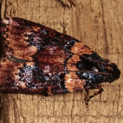 Araeopaschia sp. ANIC19 (A Pyralid moth (Epipaschinae) at Melba, ACT - 3 Jan 2021 by kasiaaus