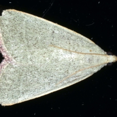 Ocrasa albidalis (A Pyralid moth) at Ainslie, ACT - 12 Jan 2021 by jbromilow50