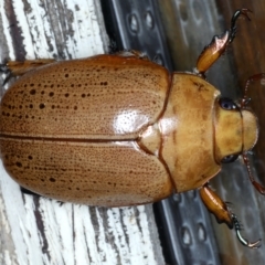 Anoplognathus porosus (Porosus Christmas beetle) at Ainslie, ACT - 12 Jan 2021 by jb2602