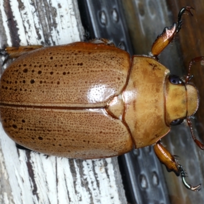 Anoplognathus porosus (Porosus Christmas beetle) at Ainslie, ACT - 12 Jan 2021 by jb2602