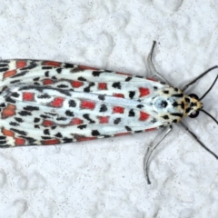 Utetheisa pulchelloides (Heliotrope Moth) at Ainslie, ACT - 12 Jan 2021 by jb2602