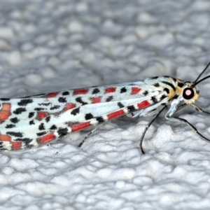 Utetheisa pulchelloides at Ainslie, ACT - 12 Jan 2021 09:11 PM