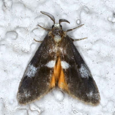 Anestia (genus) (A tiger moth) at Ainslie, ACT - 12 Jan 2021 by jb2602