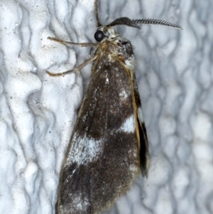 Anestia (genus) at Ainslie, ACT - 12 Jan 2021