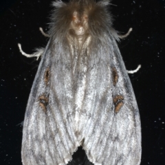 Silky mop head White cedar moth Leptocneria reducta Lymant…
