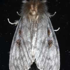 White Cedar Moth (Erebidae Moths of SW Australia) · iNaturalist