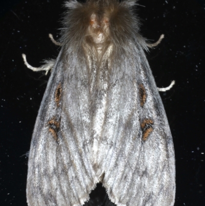 White Cedar Moth (Leptocneria reducta) · iNaturalist Australia