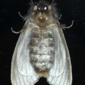 Leptocneria reducta at Ainslie, ACT - 12 Jan 2021