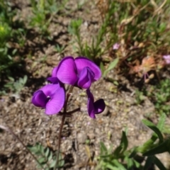 Swainsona sp. at Berridale, NSW - 13 Nov 2020 by AndyRussell