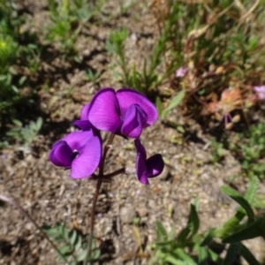 Swainsona sp. at Berridale, NSW - 14 Nov 2020