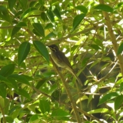 Caligavis chrysops (Yellow-faced Honeyeater) at Jerrabomberra, NSW - 14 Jan 2021 by RodDeb