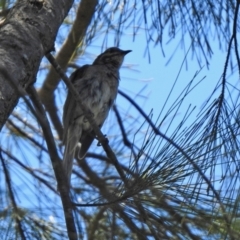 Caligavis chrysops at Jerrabomberra, NSW - 14 Jan 2021