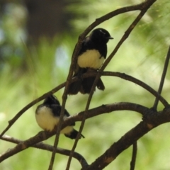 Rhipidura leucophrys (Willie Wagtail) at Jerrabomberra, NSW - 14 Jan 2021 by RodDeb