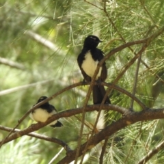 Rhipidura leucophrys at Jerrabomberra, NSW - 14 Jan 2021