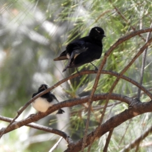 Rhipidura leucophrys at Jerrabomberra, NSW - 14 Jan 2021