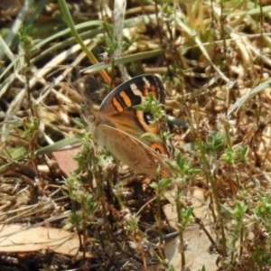 Junonia villida at Jerrabomberra, NSW - 14 Jan 2021