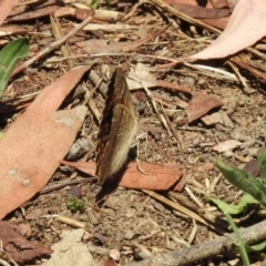 Junonia villida at Jerrabomberra, NSW - 14 Jan 2021