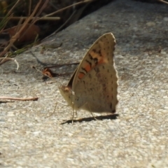 Junonia villida at Jerrabomberra, NSW - 14 Jan 2021