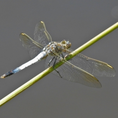 Orthetrum caledonicum (Blue Skimmer) at Jerrabomberra, NSW - 14 Jan 2021 by RodDeb