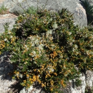 Melicytus dentatus at Berridale, NSW - 14 Nov 2020