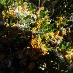 Melicytus dentatus at Berridale, NSW - 14 Nov 2020