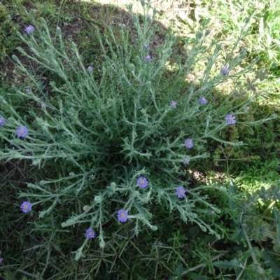 Vittadinia gracilis (New Holland Daisy) at Berridale, NSW - 13 Nov 2020 by AndyRussell