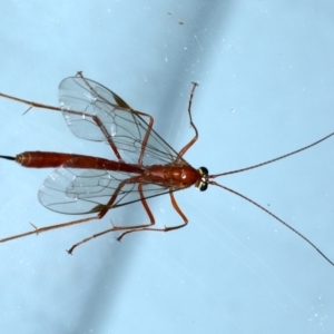 Netelia sp. (genus) at Ainslie, ACT - 12 Jan 2021