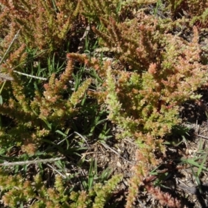 Crassula sieberiana at Berridale, NSW - 14 Nov 2020