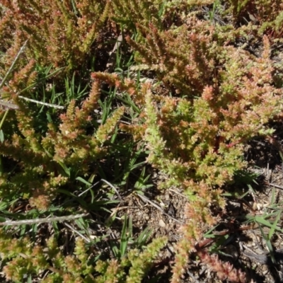 Crassula sieberiana (Austral Stonecrop) at Berridale, NSW - 14 Nov 2020 by AndyRussell