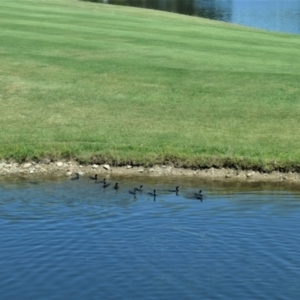 Phalacrocorax sulcirostris at Nicholls, ACT - 13 Jan 2021