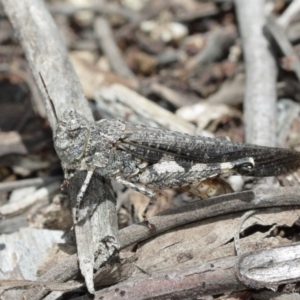 Austroicetes sp. (genus) at Downer, ACT - 8 Jan 2021