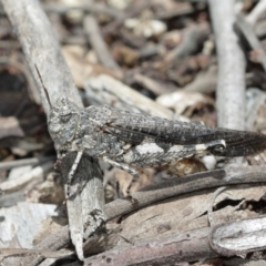 Austroicetes pusilla (Grasshopper, Locust) at Downer, ACT - 8 Jan 2021 by TimL