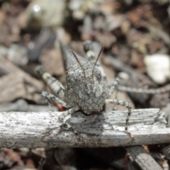 Austroicetes sp. (genus) at Downer, ACT - 8 Jan 2021