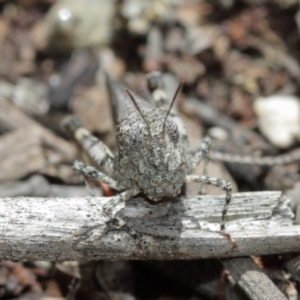 Austroicetes sp. (genus) at Downer, ACT - 8 Jan 2021