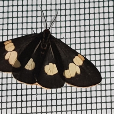 Nyctemera amicus (Senecio Moth, Magpie Moth, Cineraria Moth) at Isaacs, ACT - 14 Jan 2021 by Mike