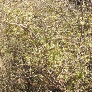 Lycium ferocissimum at Jones Creek, NSW - 7 May 2005