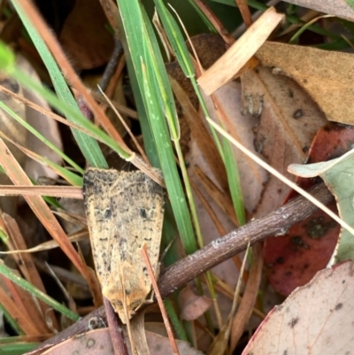 Diarsia intermixta (Chevron Cutworm, Orange Peel Moth.) at Murrumbateman, NSW - 3 Jan 2021 by SimoneC