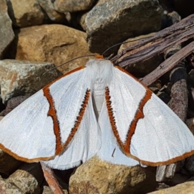Thalaina selenaea (Orange-rimmed Satin Moth) at Cotter River, ACT - 14 Jan 2021 by jb2602