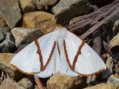 Thalaina selenaea (Orange-rimmed Satin Moth) at Cotter River, ACT - 14 Jan 2021 by jb2602