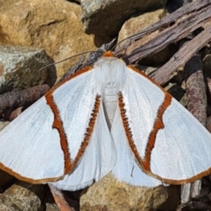 Thalaina selenaea at Cotter River, ACT - 14 Jan 2021