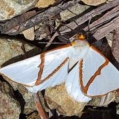 Thalaina selenaea at Cotter River, ACT - 14 Jan 2021