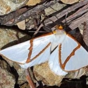 Thalaina selenaea at Cotter River, ACT - 14 Jan 2021