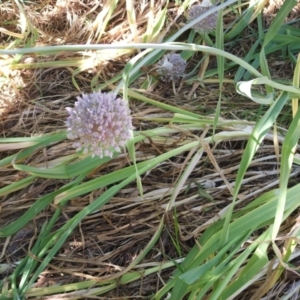 Allium sativum at Jones Creek, NSW - 11 Dec 2005