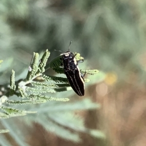 Agrilus hypoleucus at Murrumbateman, NSW - 14 Jan 2021 09:27 AM