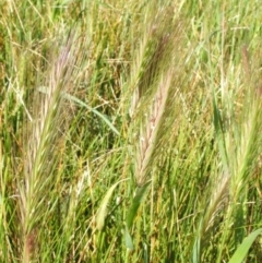 Hordeum leporinum at Nangus, NSW - 15 Oct 2005