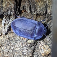 Pterohelaeus planus (Pie dish beetle) at Lions Youth Haven - Westwood Farm A.C.T. - 14 Jan 2021 by HelenCross