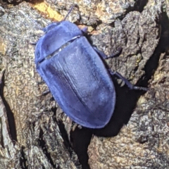 Pterohelaeus planus at Kambah, ACT - 14 Jan 2021