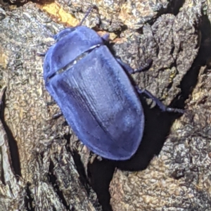 Pterohelaeus planus at Kambah, ACT - 14 Jan 2021