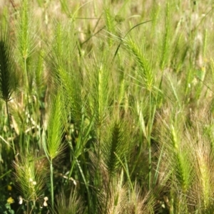 Hordeum marinum at Nangus, NSW - 19 Dec 2005